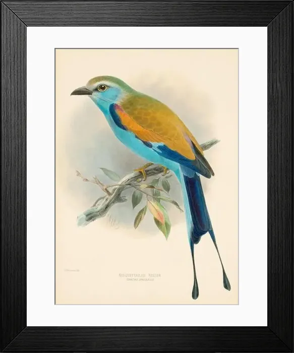 Framed Print : Bird illustrations. Majestic Blue Birds of the 19th Century Framed Print : Bird illustrations. Majestic Blue Birds of the 19th Century