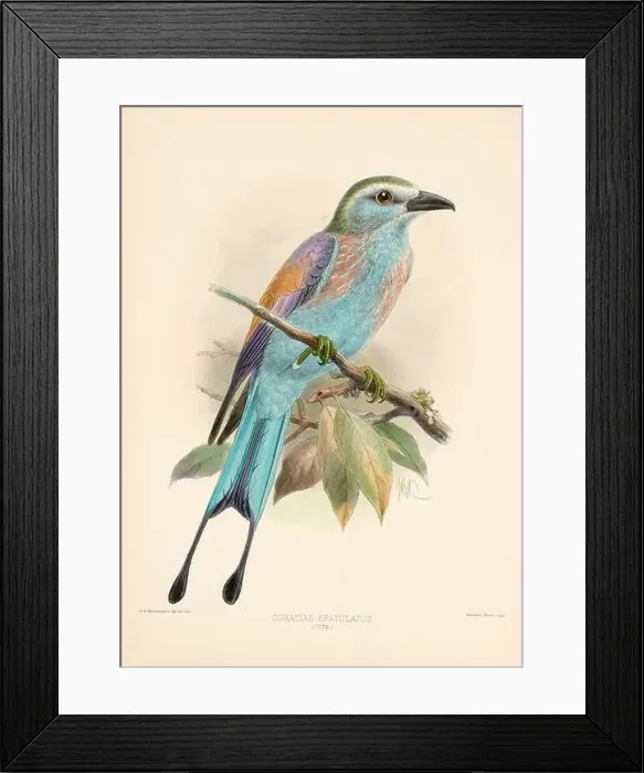 Framed Print : Bird illustrations. Majestic Blue Birds of the 19th Century Framed Print : Bird illustrations. Majestic Blue Birds of the 19th Century