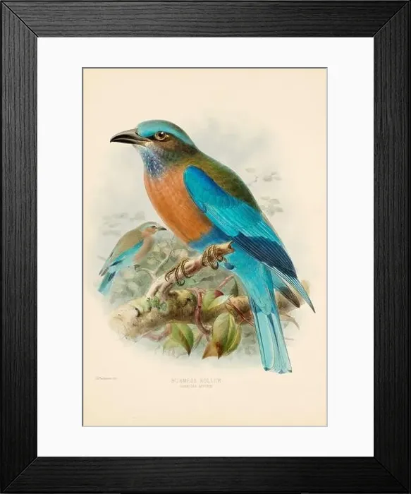 Framed Print : Bird illustrations. Majestic Blue Birds of the 19th Century Framed Print : Bird illustrations. Majestic Blue Birds of the 19th Century