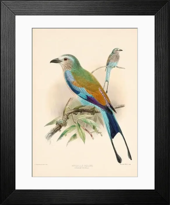 Framed Print : Bird illustrations. Majestic Blue Birds of the 19th Century Framed Print : Bird illustrations. Majestic Blue Birds of the 19th Century