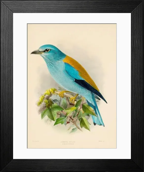 Framed Print : Bird illustrations. Majestic Blue Birds of the 19th Century Framed Print : Bird illustrations. Majestic Blue Birds of the 19th Century
