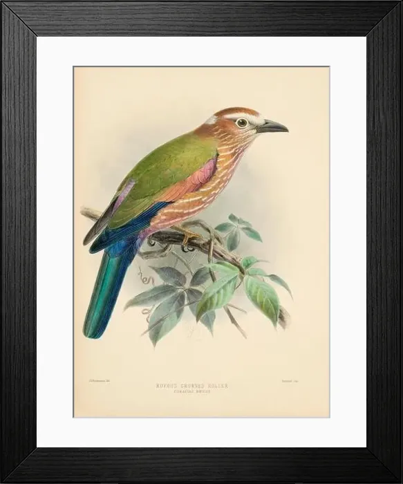 Framed Print : Bird illustrations. Majestic Blue Birds of the 19th Century Framed Print : Bird illustrations. Majestic Blue Birds of the 19th Century