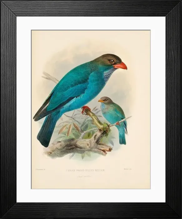 Framed Print : Bird illustrations. Majestic Blue Birds of the 19th Century Framed Print : Bird illustrations. Majestic Blue Birds of the 19th Century