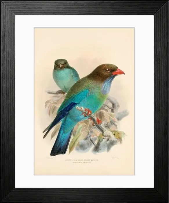 Framed Print : Bird illustrations. Majestic Blue Birds of the 19th Century Framed Print : Bird illustrations. Majestic Blue Birds of the 19th Century