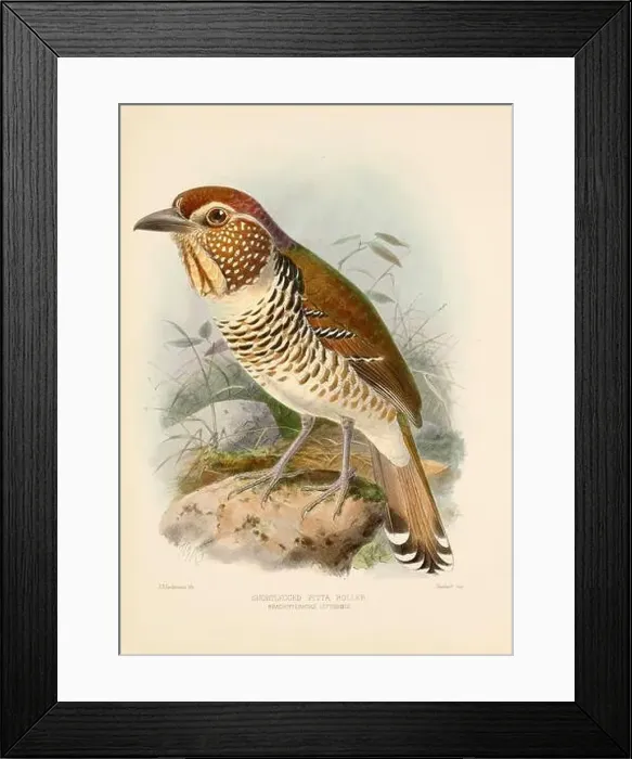 Framed Print : Bird illustrations. Majestic Blue Birds of the 19th Century Framed Print : Bird illustrations. Majestic Blue Birds of the 19th Century