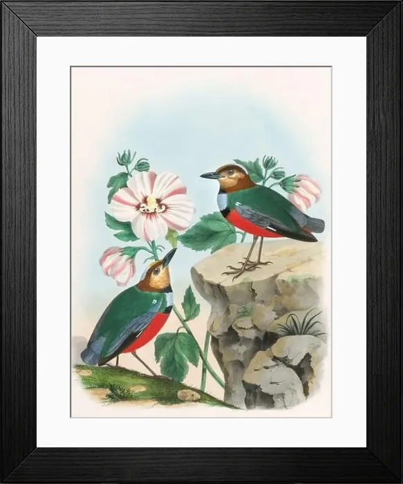 Framed Print : A colorful and lively watercolor painting showcasing brightly colored birds that forage on the forest floor Framed Print : A colorful and lively watercolor painting showcasing brightly colored birds that forage on the forest floor
