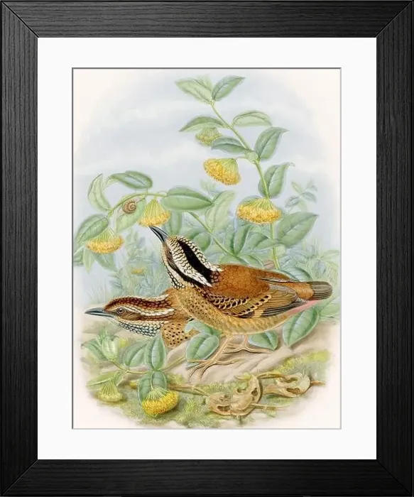 Framed Print : A colorful and lively watercolor painting showcasing brightly colored birds that forage on the forest floor Framed Print : A colorful and lively watercolor painting showcasing brightly colored birds that forage on the forest floor