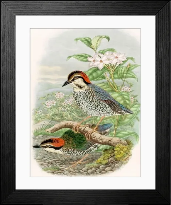 Framed Print : A colorful and lively watercolor painting showcasing brightly colored birds that forage on the forest floor Framed Print : A colorful and lively watercolor painting showcasing brightly colored birds that forage on the forest floor