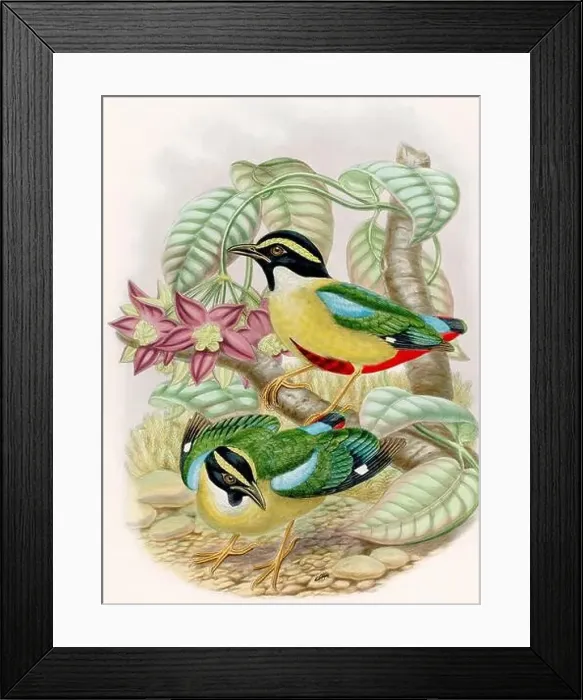 Framed Print : A colorful and lively watercolor painting showcasing brightly colored birds that forage on the forest floor Framed Print : A colorful and lively watercolor painting showcasing brightly colored birds that forage on the forest floor