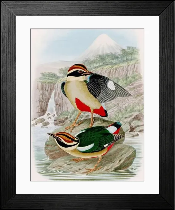Framed Print : A colorful and lively watercolor painting showcasing brightly colored birds that forage on the forest floor Framed Print : A colorful and lively watercolor painting showcasing brightly colored birds that forage on the forest floor