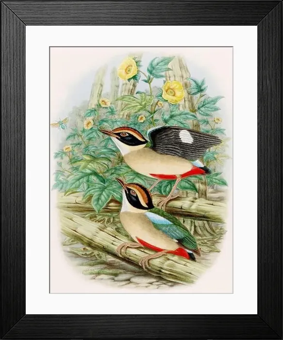 Framed Print : A colorful and lively watercolor painting showcasing brightly colored birds that forage on the forest floor Framed Print : A colorful and lively watercolor painting showcasing brightly colored birds that forage on the forest floor