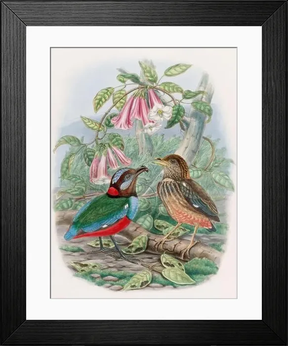 Framed Print : A colorful and lively watercolor painting showcasing brightly colored birds that forage on the forest floor Framed Print : A colorful and lively watercolor painting showcasing brightly colored birds that forage on the forest floor