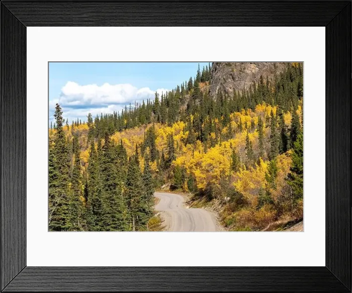 Framed Print : Fall in northern British Columbia is full of bright yellow tones. Taken outside of Atlin in autumn, September Framed Print : Fall in northern British Columbia is full of bright yellow tones. Taken outside of Atlin in autumn, September