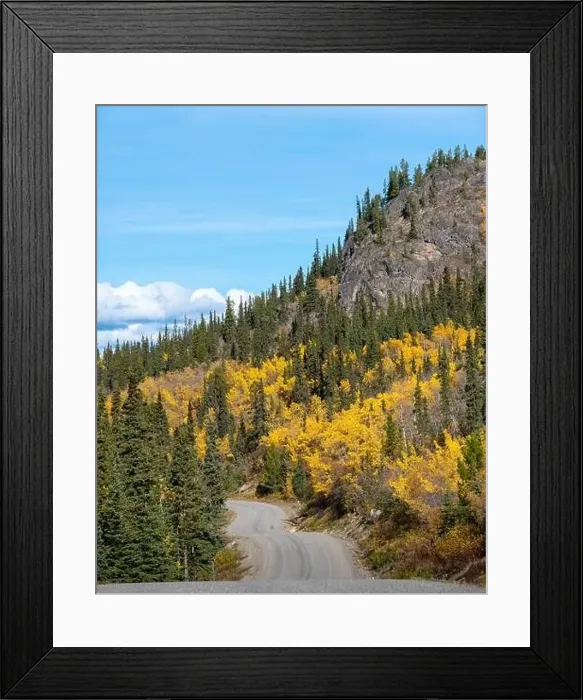 Framed Print : Fall in northern British Columbia is full of bright yellow tones. Taken outside of Atlin in autumn, September Framed Print : Fall in northern British Columbia is full of bright yellow tones. Taken outside of Atlin in autumn, September