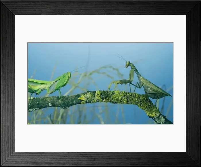 Framed Print : Male praying mantis approaches very large female Framed Print : Male praying mantis approaches very large female