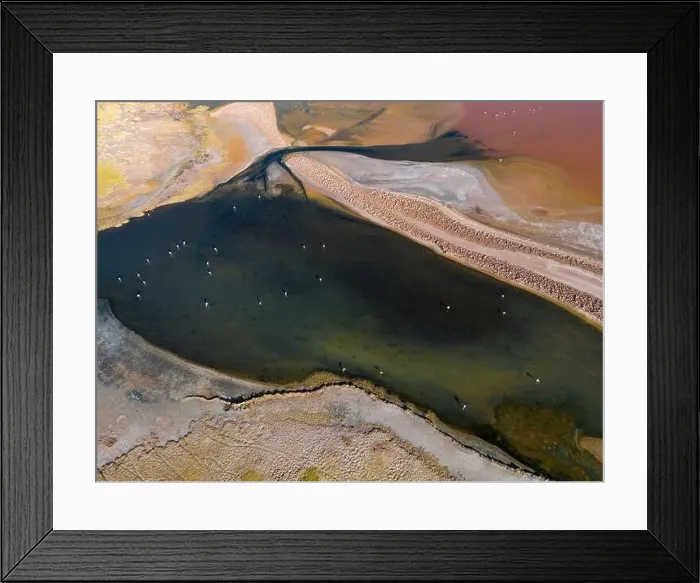 Framed Print : Flamingos in the colorful Laguna Carachi Pampa in the deserted highlands of northern Argentina - traveling Framed Print : Flamingos in the colorful Laguna Carachi Pampa in the deserted highlands of northern Argentina - traveling