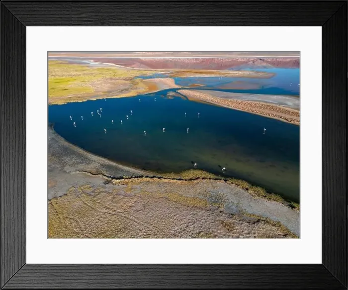 Framed Print : Flamingos in the colorful Laguna Carachi Pampa in the deserted highlands of northern Argentina - traveling Framed Print : Flamingos in the colorful Laguna Carachi Pampa in the deserted highlands of northern Argentina - traveling
