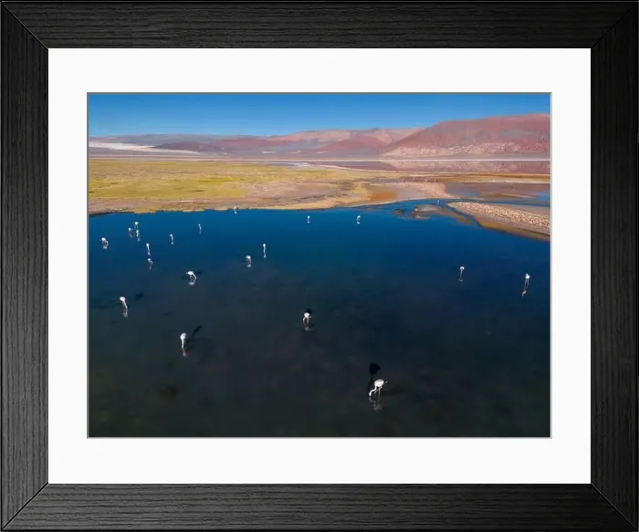 Framed Print : Flamingos in the colorful Laguna Carachi Pampa in the deserted highlands of northern Argentina - traveling Framed Print : Flamingos in the colorful Laguna Carachi Pampa in the deserted highlands of northern Argentina - traveling