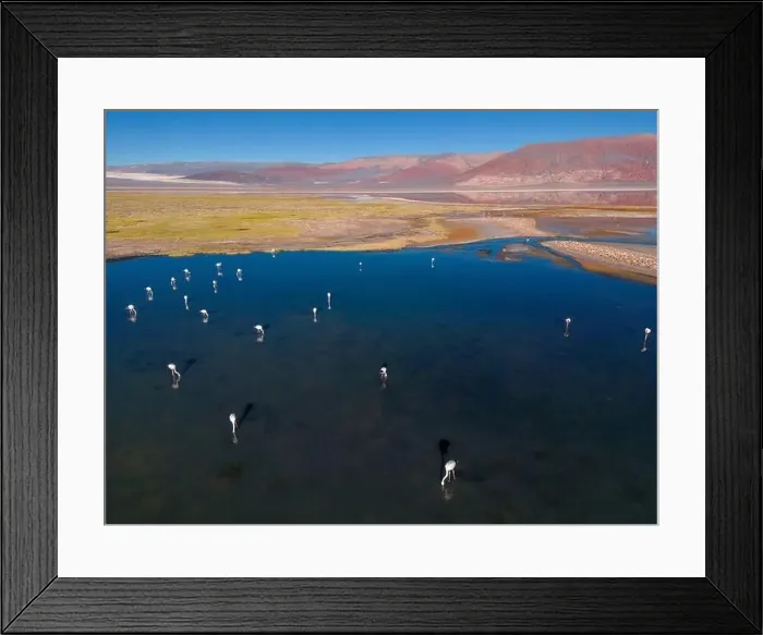 Framed Print : Flamingos in the colorful Laguna Carachi Pampa in the deserted highlands of northern Argentina - traveling Framed Print : Flamingos in the colorful Laguna Carachi Pampa in the deserted highlands of northern Argentina - traveling