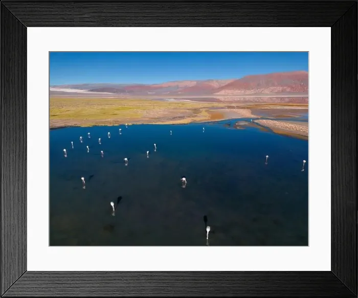 Framed Print : Flamingos in the colorful Laguna Carachi Pampa in the deserted highlands of northern Argentina - traveling Framed Print : Flamingos in the colorful Laguna Carachi Pampa in the deserted highlands of northern Argentina - traveling