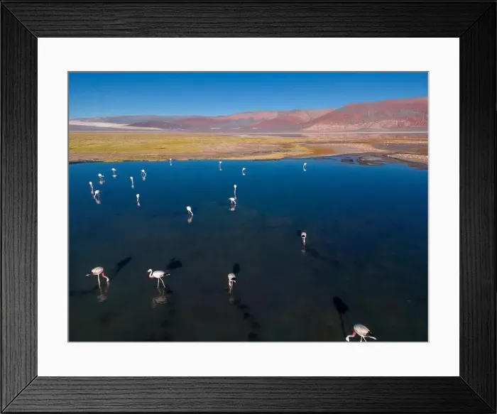 Framed Print : Flamingos in the colorful Laguna Carachi Pampa in the deserted highlands of northern Argentina - traveling Framed Print : Flamingos in the colorful Laguna Carachi Pampa in the deserted highlands of northern Argentina - traveling