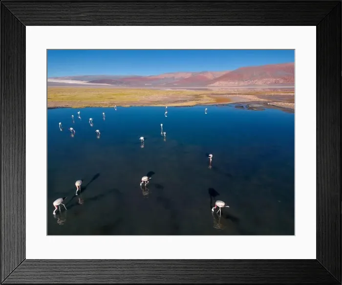 Framed Print : Flamingos in the colorful Laguna Carachi Pampa in the deserted highlands of northern Argentina - traveling Framed Print : Flamingos in the colorful Laguna Carachi Pampa in the deserted highlands of northern Argentina - traveling