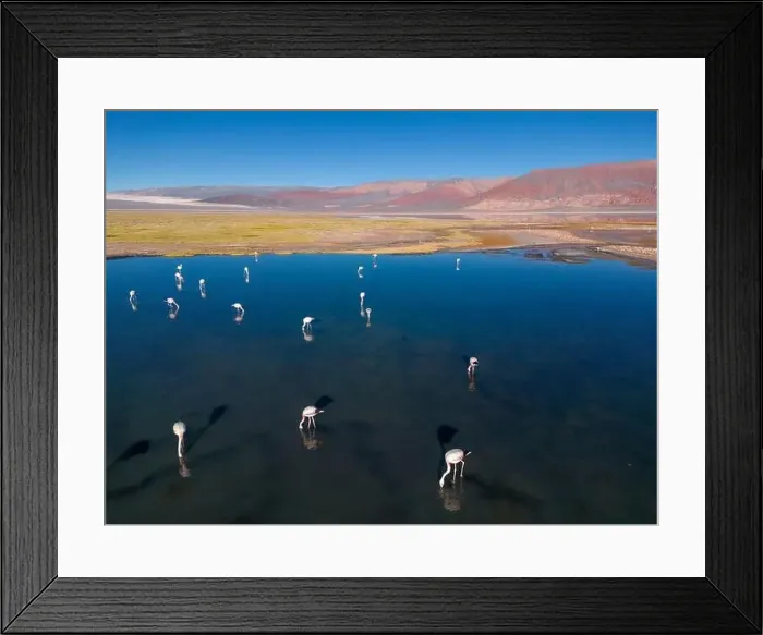 Framed Print : Flamingos in the colorful Laguna Carachi Pampa in the deserted highlands of northern Argentina - traveling