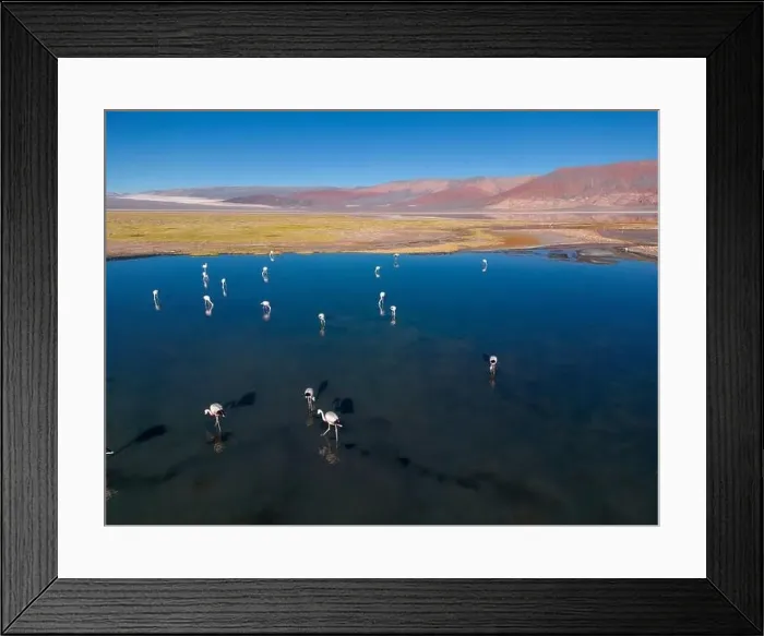 Framed Print : Flamingos in the colorful Laguna Carachi Pampa in the deserted highlands of northern Argentina - traveling