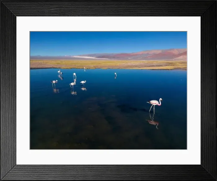 Framed Print : Flamingos in the colorful Laguna Carachi Pampa in the deserted highlands of northern Argentina - traveling Framed Print : Flamingos in the colorful Laguna Carachi Pampa in the deserted highlands of northern Argentina - traveling
