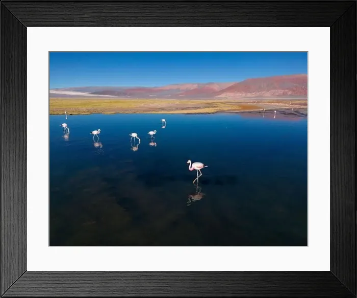 Framed Print : Flamingos in the colorful Laguna Carachi Pampa in the deserted highlands of northern Argentina - traveling Framed Print : Flamingos in the colorful Laguna Carachi Pampa in the deserted highlands of northern Argentina - traveling