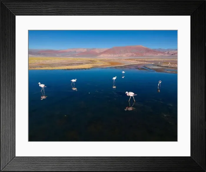 Framed Print : Flamingos in the colorful Laguna Carachi Pampa in the deserted highlands of northern Argentina - traveling Framed Print : Flamingos in the colorful Laguna Carachi Pampa in the deserted highlands of northern Argentina - traveling