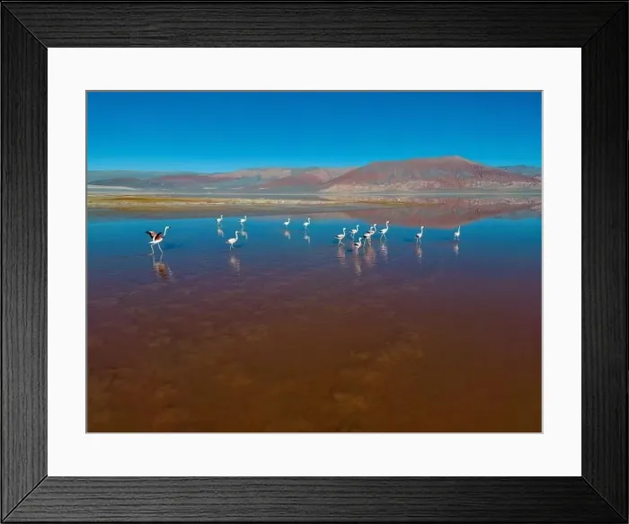 Framed Print : Flamingos in the colorful Laguna Carachi Pampa in the deserted highlands of northern Argentina - traveling Framed Print : Flamingos in the colorful Laguna Carachi Pampa in the deserted highlands of northern Argentina - traveling