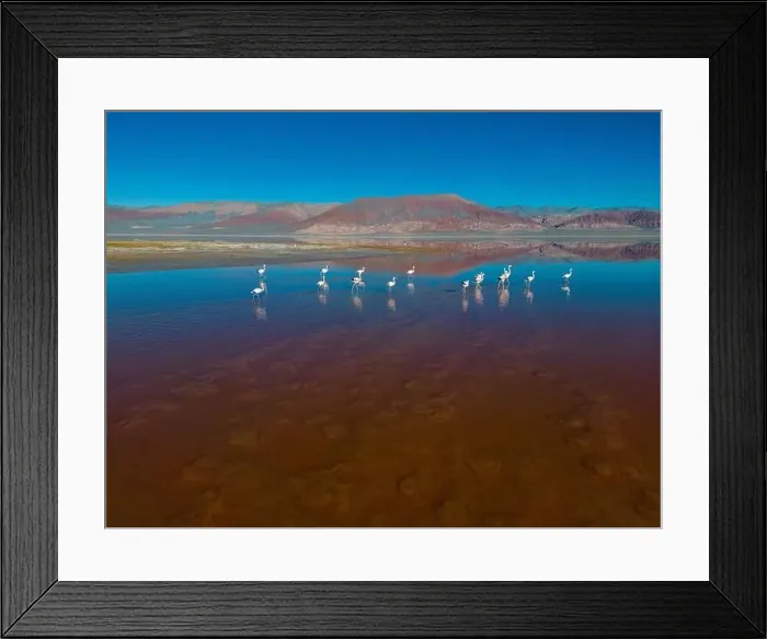 Framed Print : Flamingos in the colorful Laguna Carachi Pampa in the deserted highlands of northern Argentina - traveling Framed Print : Flamingos in the colorful Laguna Carachi Pampa in the deserted highlands of northern Argentina - traveling