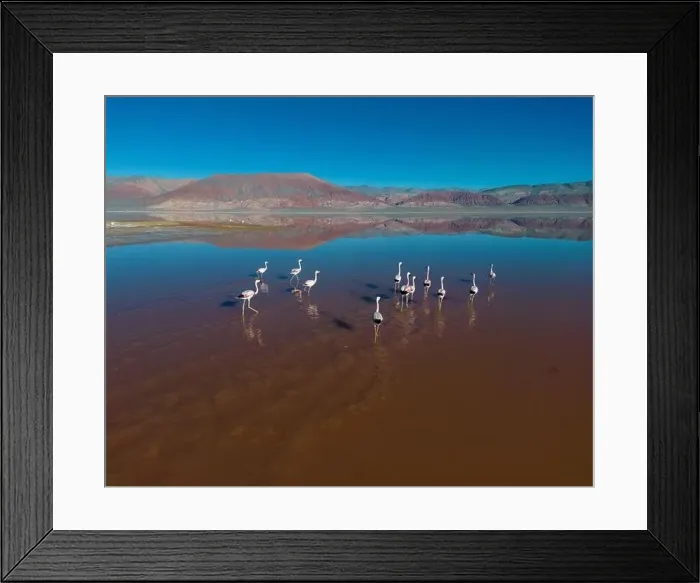 Framed Print : Flamingos in the colorful Laguna Carachi Pampa in the deserted highlands of northern Argentina - traveling