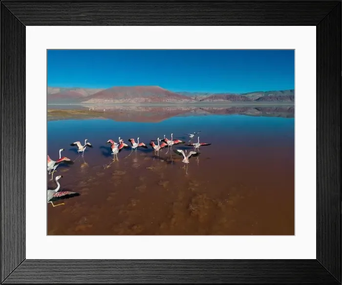 Framed Print : Flamingos in the colorful Laguna Carachi Pampa in the deserted highlands of northern Argentina - traveling Framed Print : Flamingos in the colorful Laguna Carachi Pampa in the deserted highlands of northern Argentina - traveling