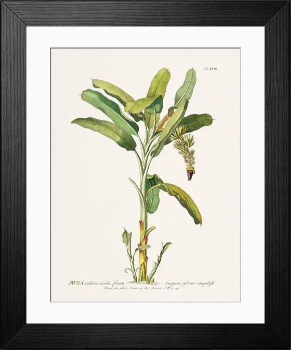 Framed Print : Exquisite 18th-century botanical illustration painted by George Dionysius Ehret Framed Print : Exquisite 18th-century botanical illustration painted by George Dionysius Ehret