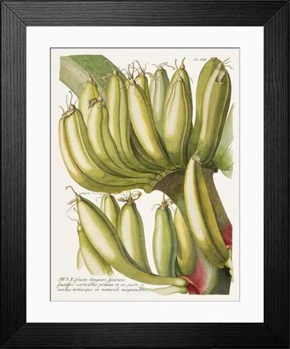 Framed Print : Exquisite 18th-century botanical illustration painted by George Dionysius Ehret Framed Print : Exquisite 18th-century botanical illustration painted by George Dionysius Ehret