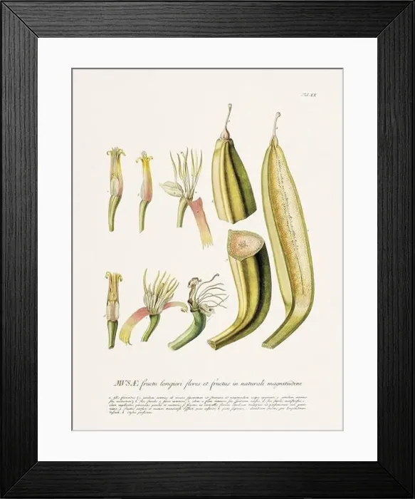 Framed Print : Exquisite 18th-century botanical illustration painted by George Dionysius Ehret