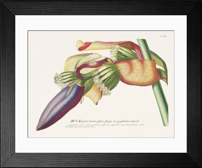 Framed Print : Exquisite 18th-century botanical illustration painted by George Dionysius Ehret Framed Print : Exquisite 18th-century botanical illustration painted by George Dionysius Ehret