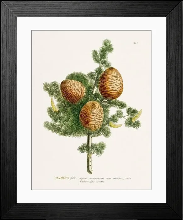 Framed Print : Exquisite 18th-century botanical illustration painted by George Dionysius Ehret Framed Print : Exquisite 18th-century botanical illustration painted by George Dionysius Ehret