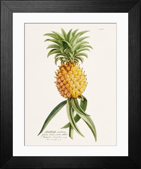 Framed Print : Exquisite 18th-century botanical illustration painted by George Dionysius Ehret Framed Print : Exquisite 18th-century botanical illustration painted by George Dionysius Ehret