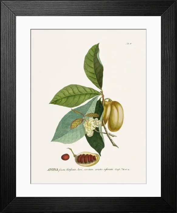 Framed Print : Exquisite 18th-century botanical illustration painted by George Dionysius Ehret Framed Print : Exquisite 18th-century botanical illustration painted by George Dionysius Ehret