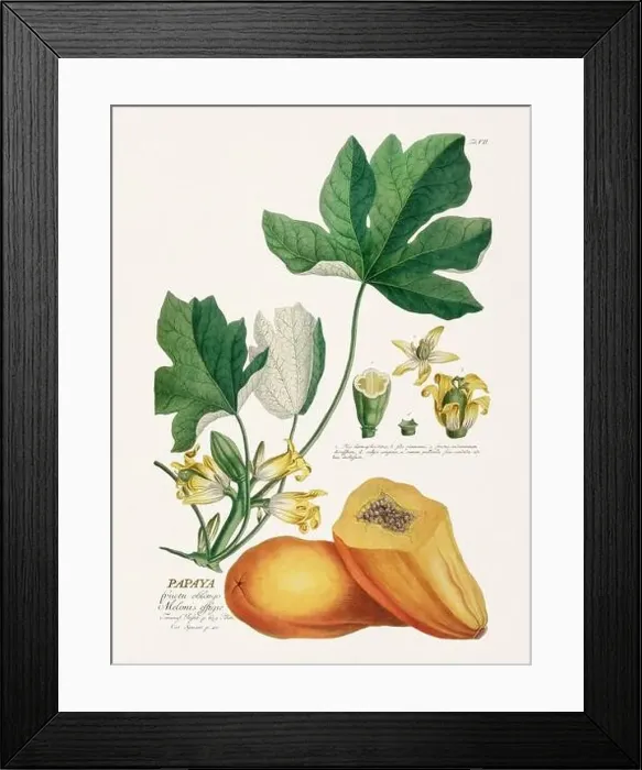 Framed Print : Exquisite 18th-century botanical illustration painted by George Dionysius Ehret Framed Print : Exquisite 18th-century botanical illustration painted by George Dionysius Ehret