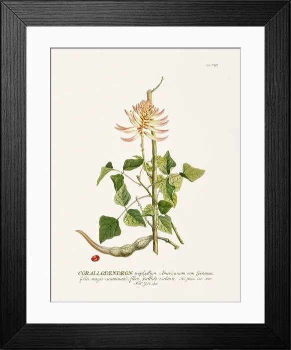 Framed Print : Exquisite 18th-century botanical illustration painted by George Dionysius Ehret Framed Print : Exquisite 18th-century botanical illustration painted by George Dionysius Ehret