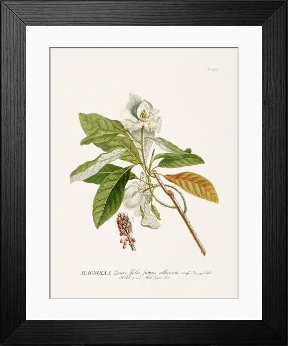 Framed Print : Exquisite 18th-century botanical illustration painted by George Dionysius Ehret Framed Print : Exquisite 18th-century botanical illustration painted by George Dionysius Ehret