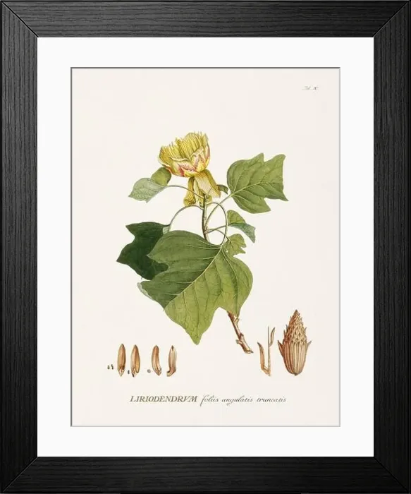 Framed Print : Exquisite 18th-century botanical illustration painted by George Dionysius Ehret Framed Print : Exquisite 18th-century botanical illustration painted by George Dionysius Ehret