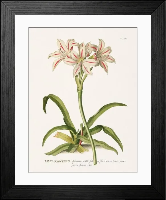 Framed Print : Exquisite 18th-century botanical illustration painted by George Dionysius Ehret Framed Print : Exquisite 18th-century botanical illustration painted by George Dionysius Ehret