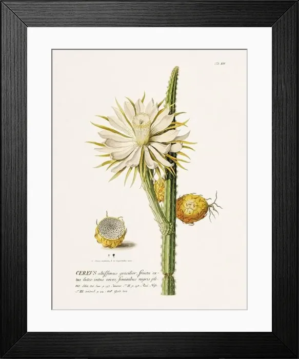 Framed Print : Exquisite 18th-century botanical illustration painted by George Dionysius Ehret Framed Print : Exquisite 18th-century botanical illustration painted by George Dionysius Ehret