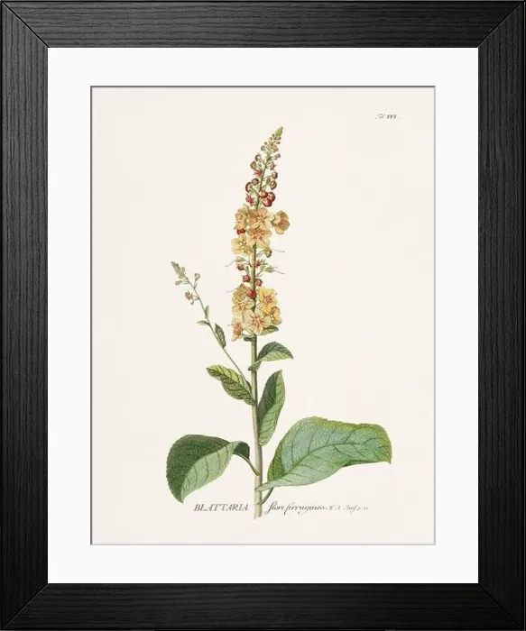 Framed Print : Exquisite 18th-century botanical illustration painted by George Dionysius Ehret Framed Print : Exquisite 18th-century botanical illustration painted by George Dionysius Ehret