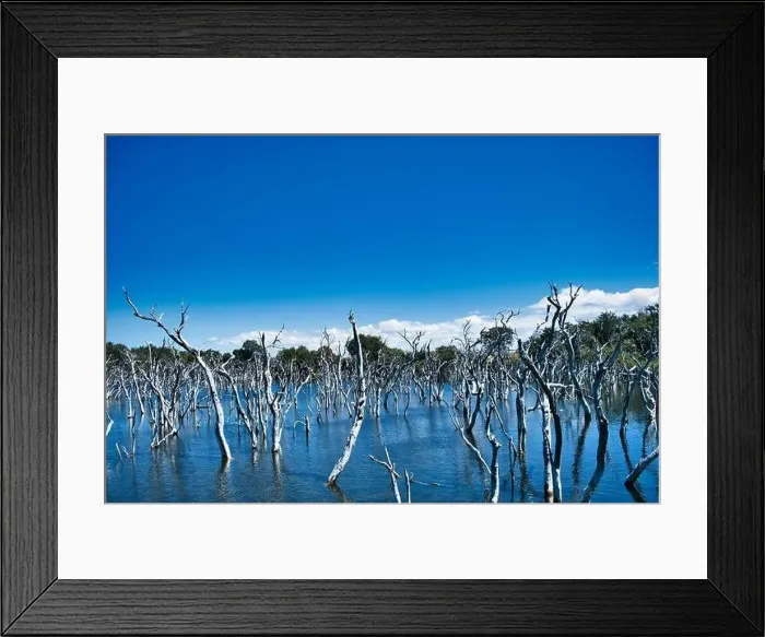 Framed Print : Because of deforestation, more water seeped into a former swamp